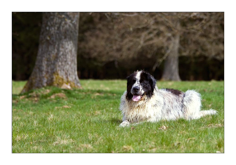 Landseer