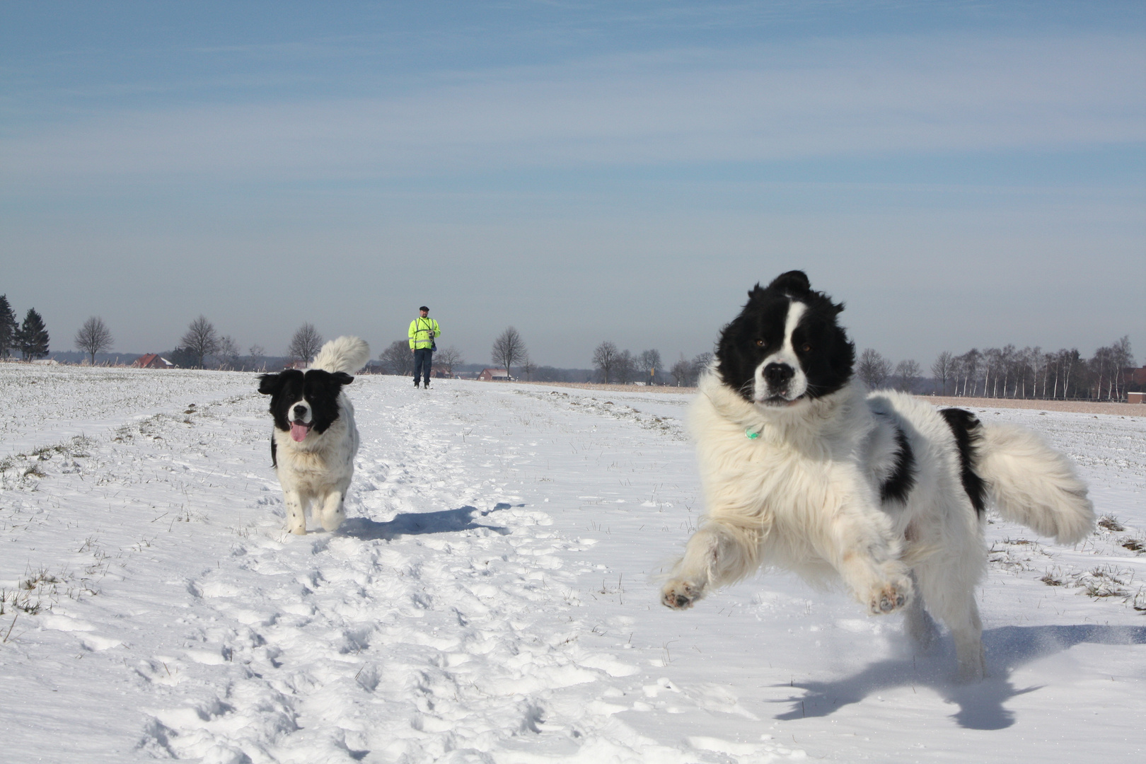 Landseer