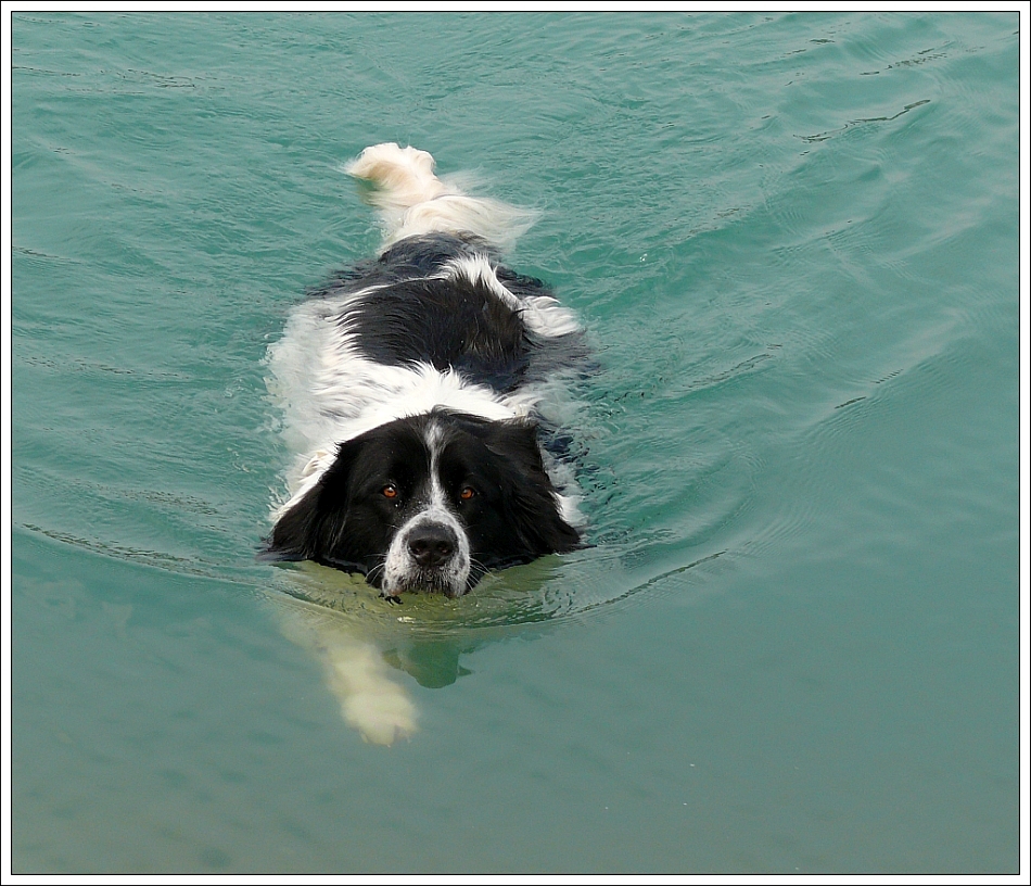 Landseer bei der Wasserarbeit