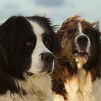 Landseer