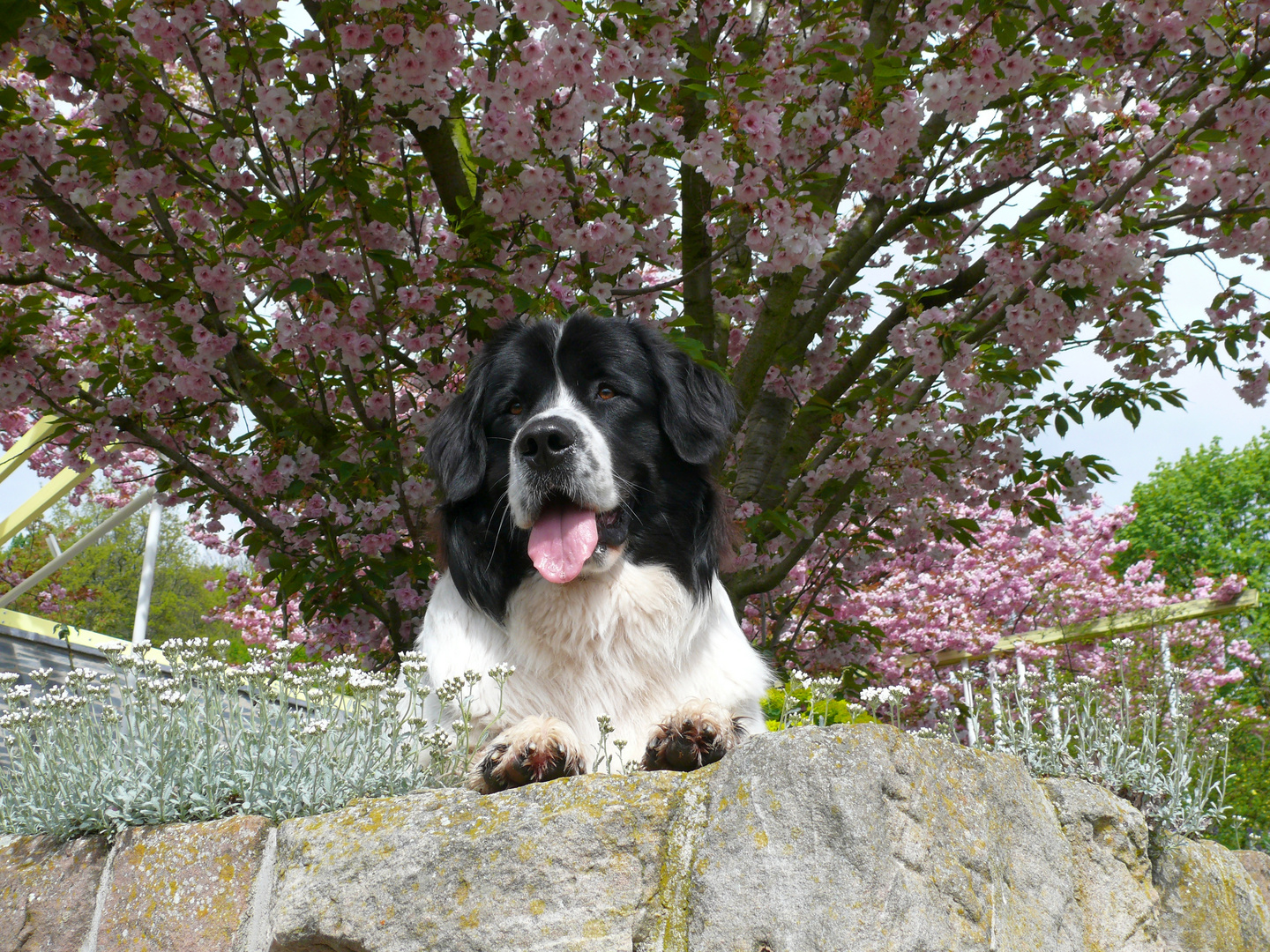 Landseer im Frühling