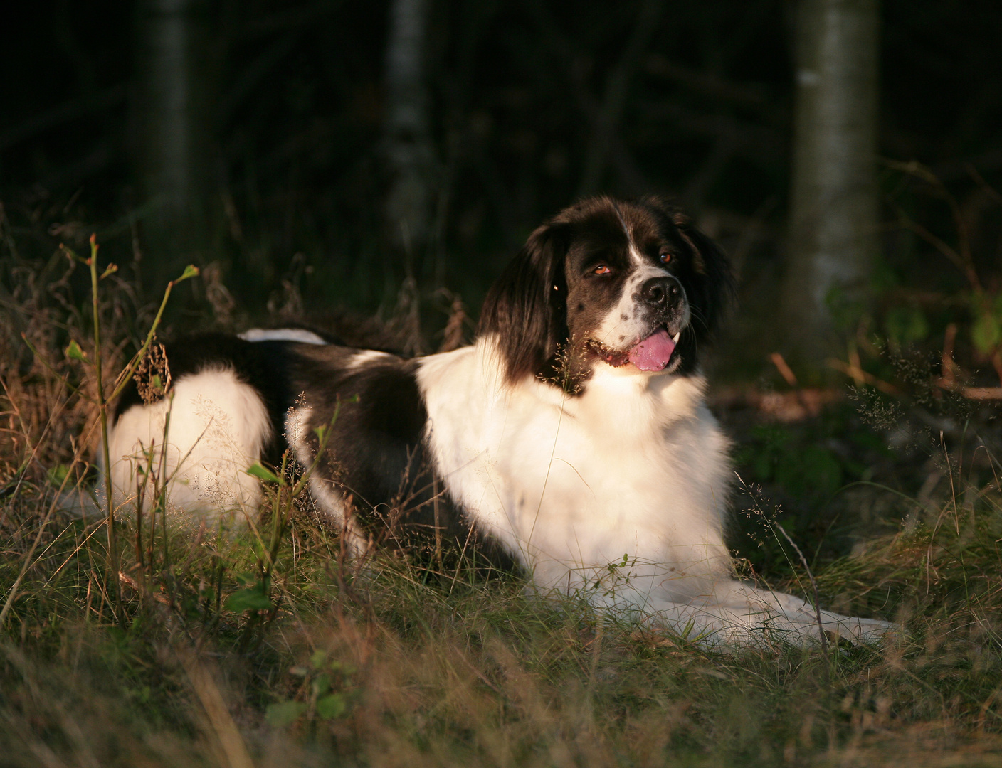 Landseer in der Abendsonne