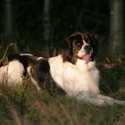 Landseer in der Abendsonne