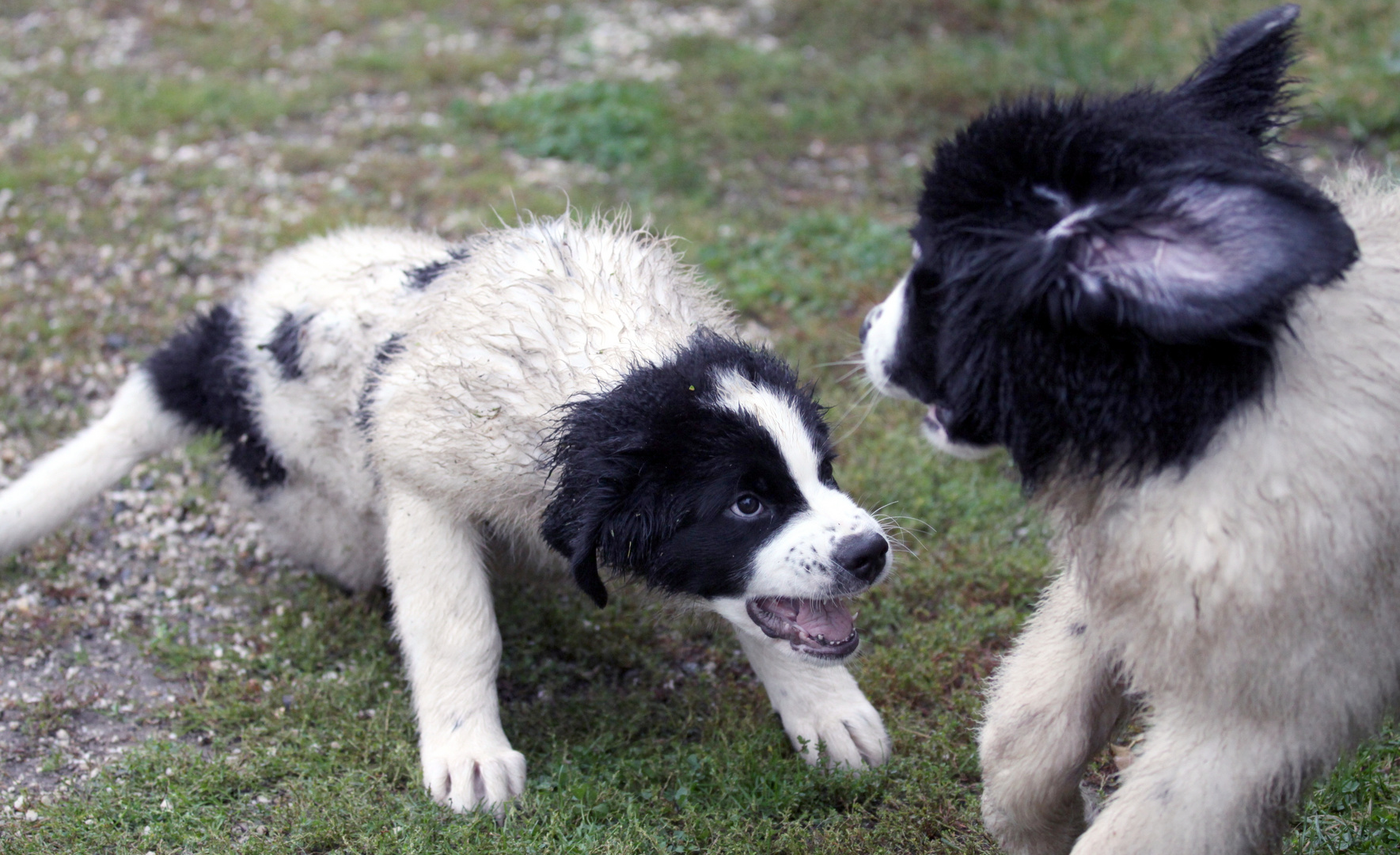 Landseer Kinder