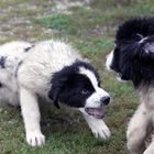 Landseer Kinder