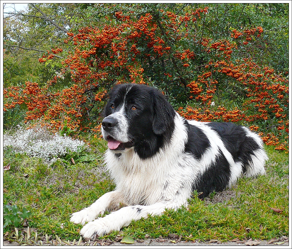 Landseer nass im Farbenspiel