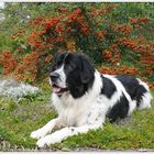 Landseer nass im Farbenspiel