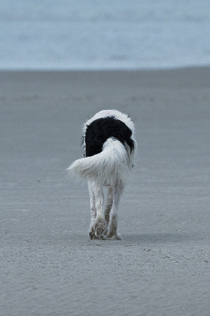 Landseer Nothilfe . Die bessere Lösung !