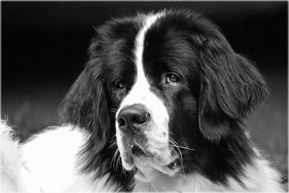 weißer großer hund