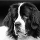 Landseer