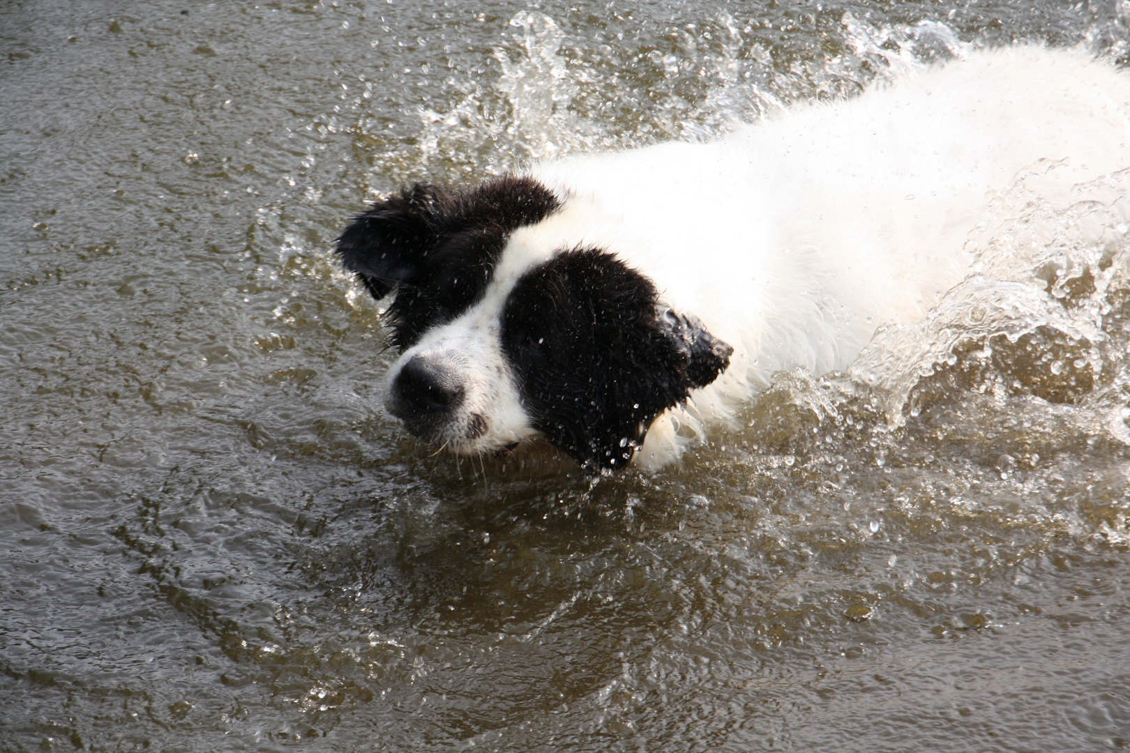 Landseer Simba im Sommer