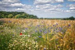 Landsommer