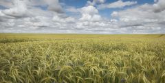 Landsommer