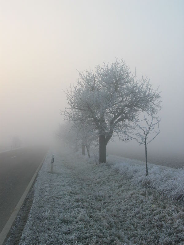 Landstraße an einem Nebelmorgen