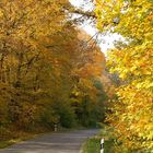 Landstrasse durch den Wald