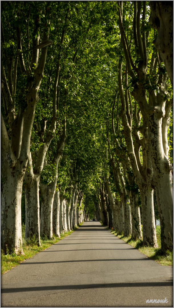 Landstraße in der Provence