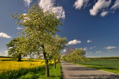 Landstraße mit blühenden Bäumen