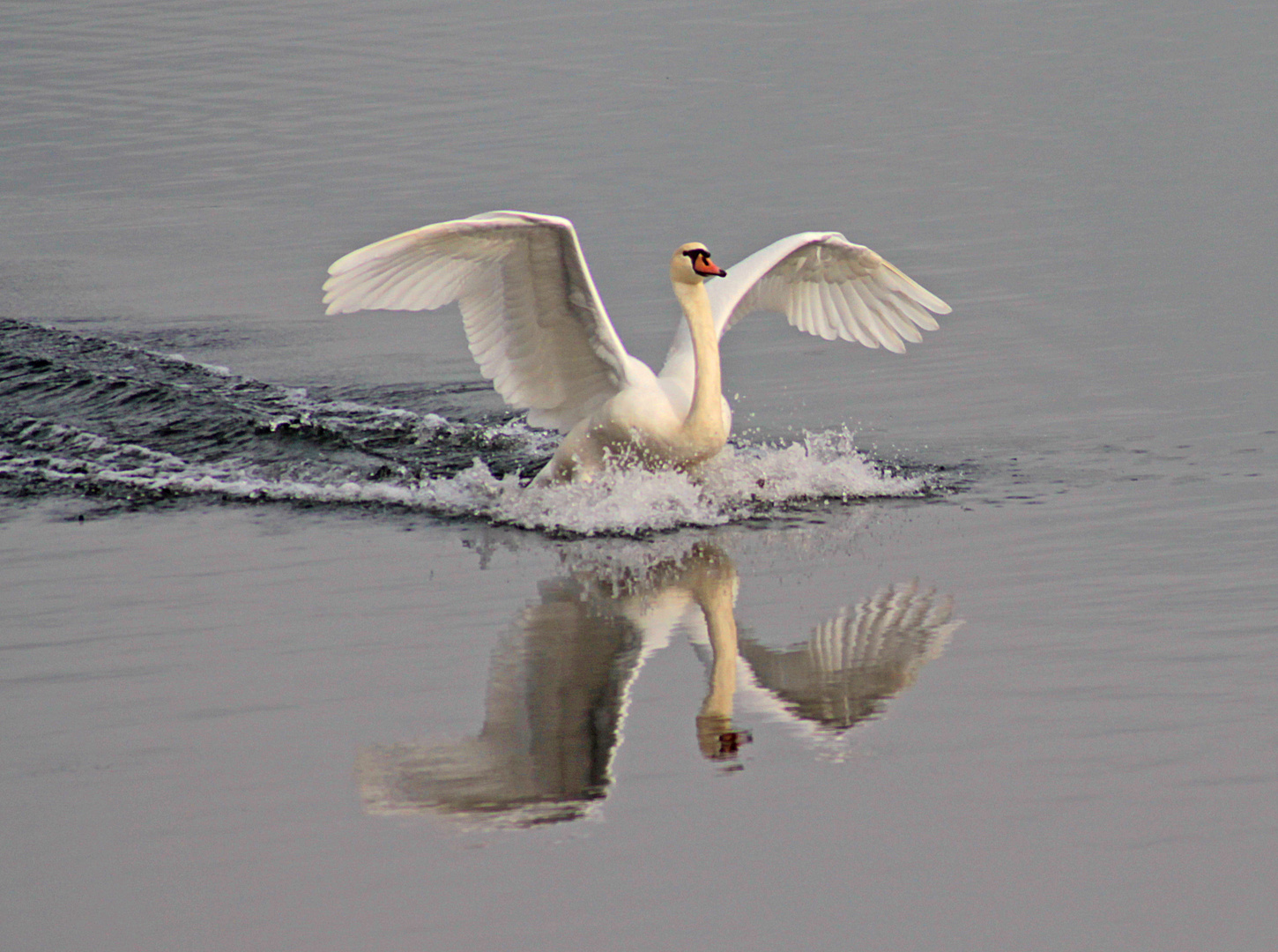 Landung Foto & Bild schwäne, natur Bilder auf