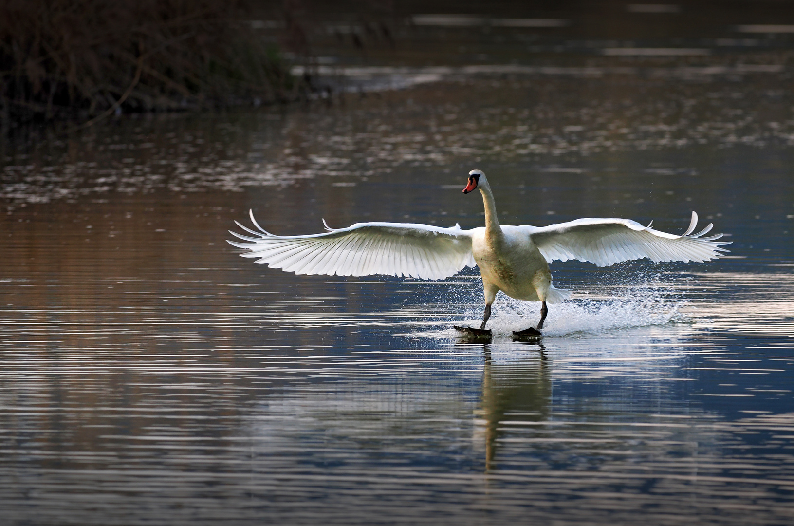Landung Foto & Bild tiere, wildlife, wild lebende vögel Bilder auf