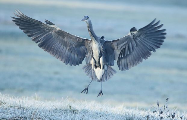 Landung an einem frostigen Morgen