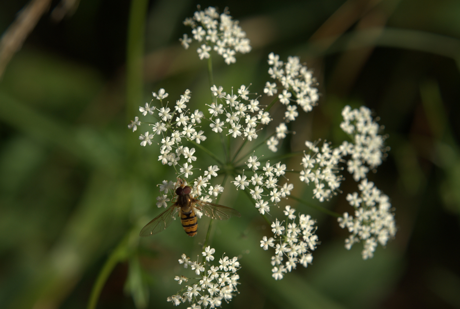 Landung auf Blüte