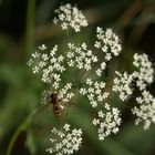 Landung auf Blüte