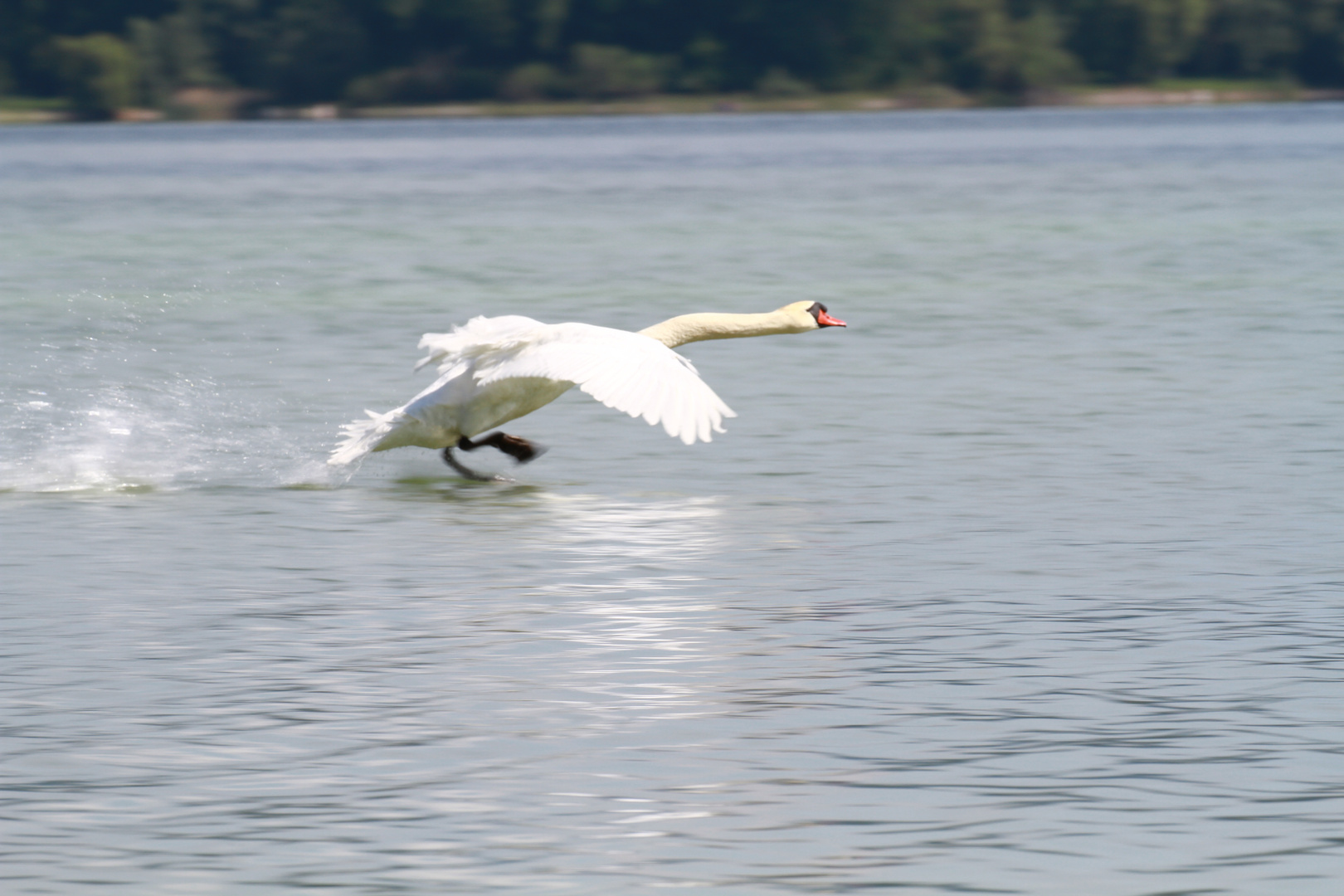 Landung auf dem Bodensee