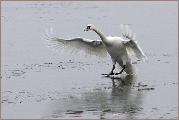 Landung auf dem Eis