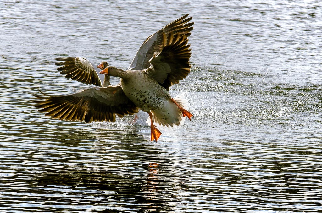 Landung auf dem Meschesee 2014