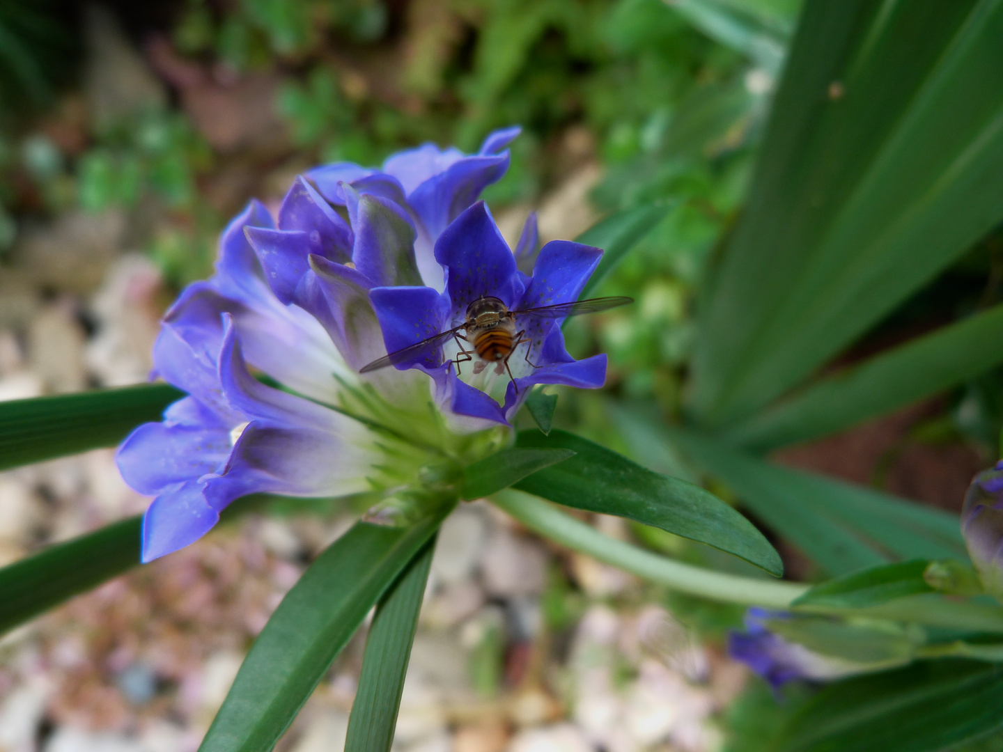 Landung auf der Enzianblüte