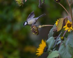 Landung auf der Sonnenblume