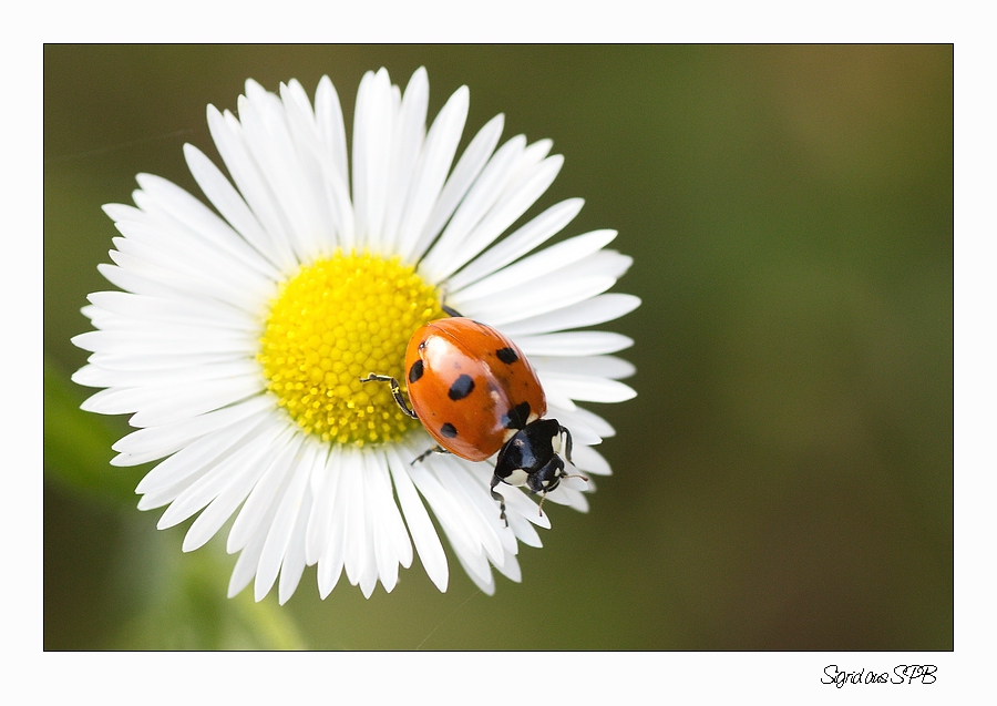 Landung auf einem Gänseblümchen :-)