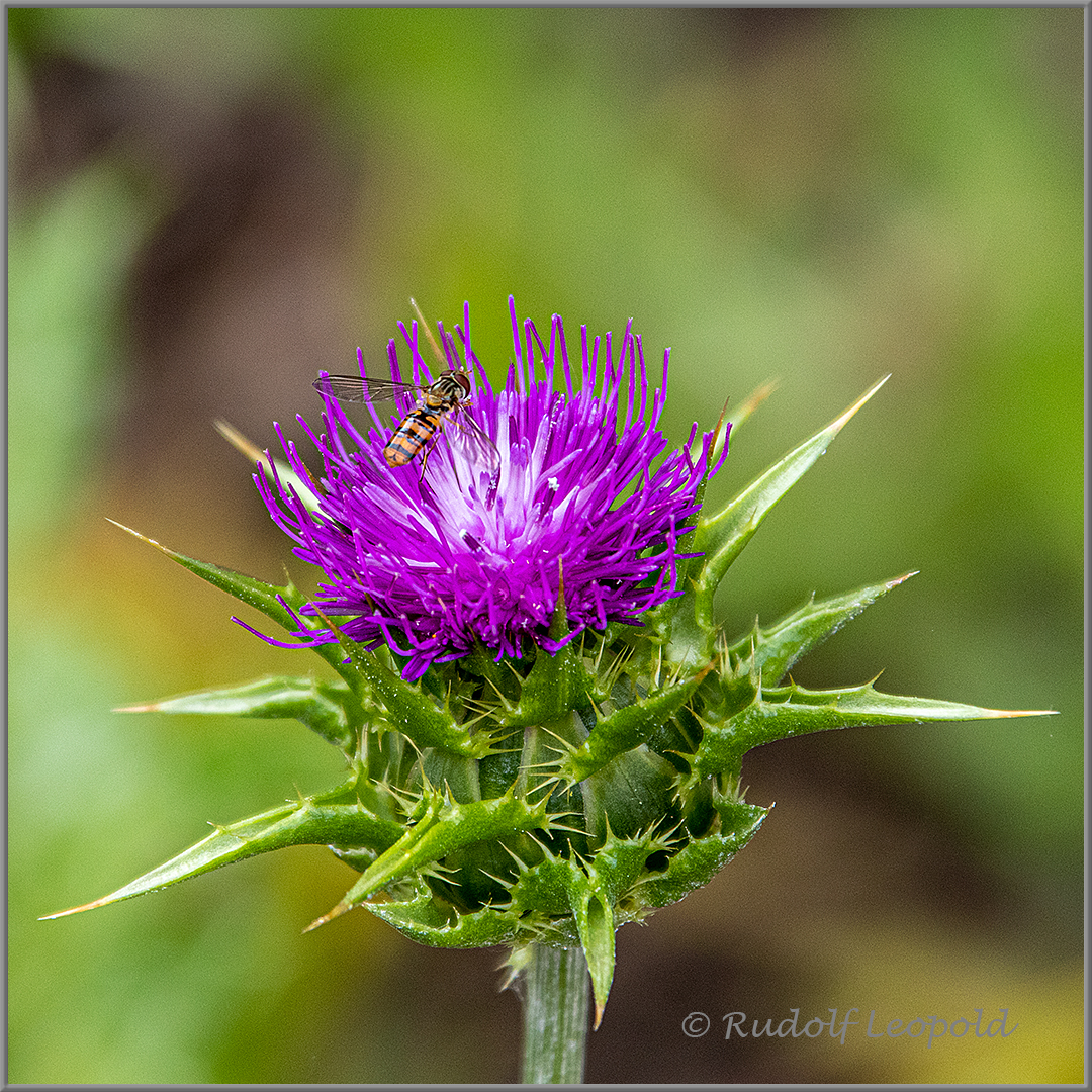 Landung auf einer Distel