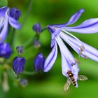 Landung auf unserer Agapanthus In Unserem Garten Eden