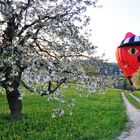 Landung bei den Kirschbäumen