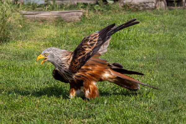 Landung bei den Zuschauern