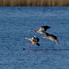 Landung der Nilgänse