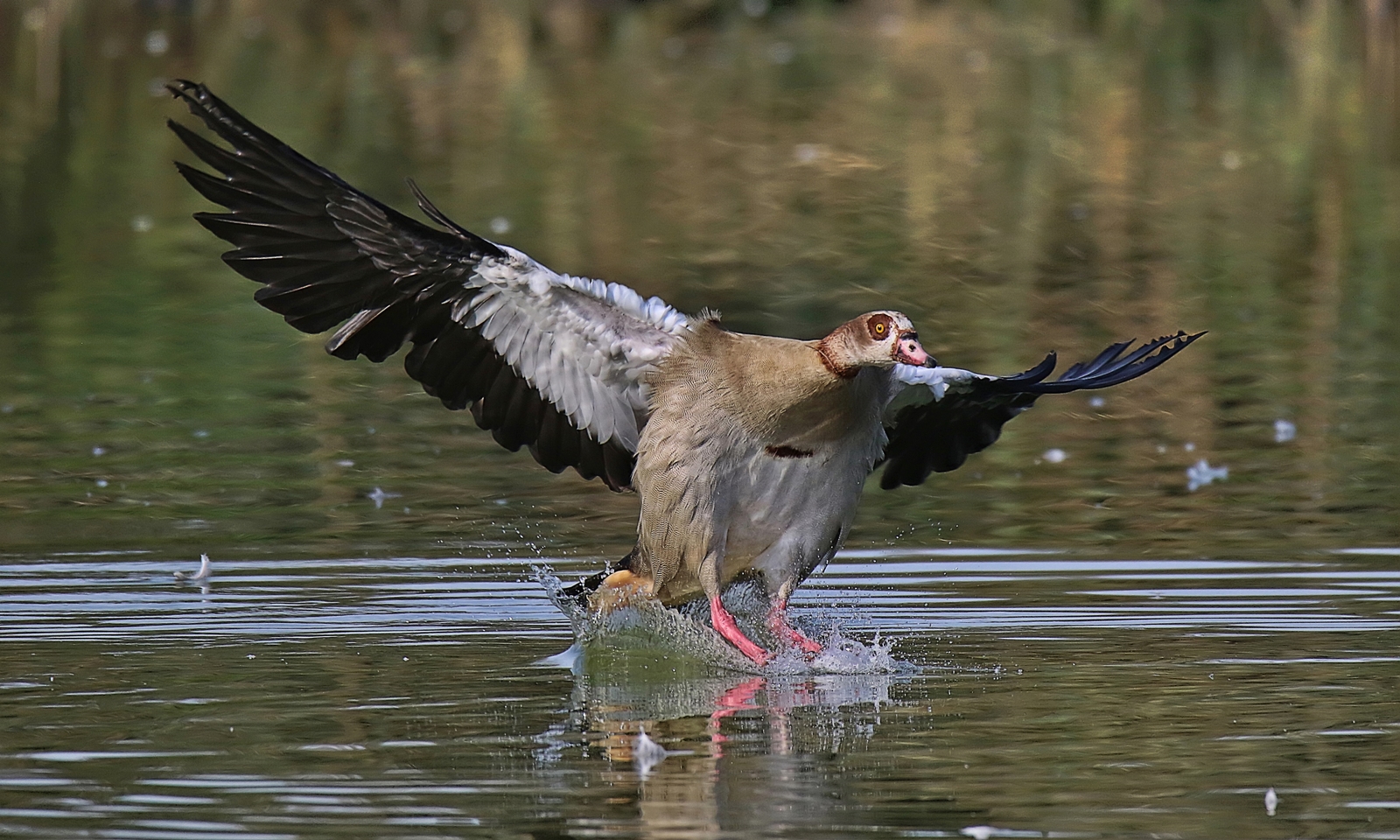 Landung der Nilgans