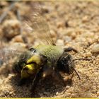 Landung der Sandbiene nach erfolgreicher Pollensuche