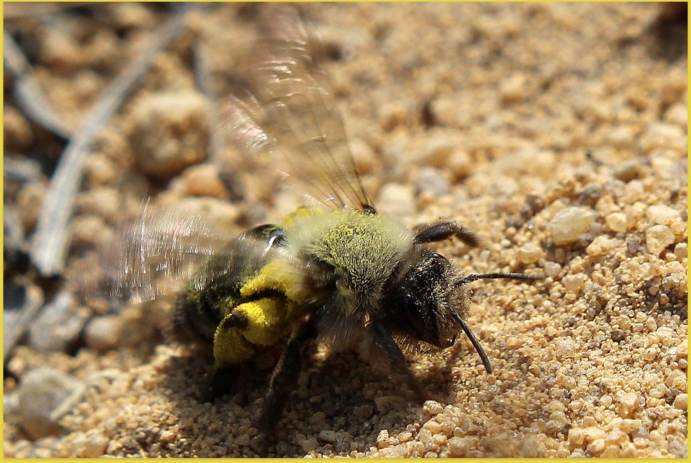 Landung der Sandbiene nach erfolgreicher Pollensuche