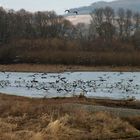 Landung der Wasservogelschar nach ihrem Rundflug . -2-