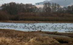 Landung der Wasservogelschar nach ihrem Rundflug . -2-