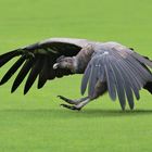 Landung des Anden-Condors