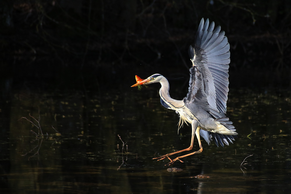 Landung des Graureihers im Wasser mit Fischbeute