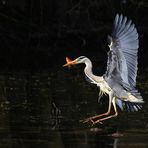 Landung des Graureihers im Wasser mit Fischbeute