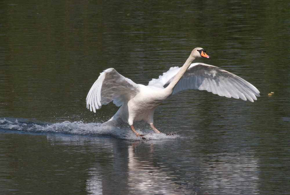 Landung des Höckerschwan