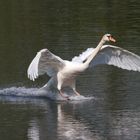 Landung des Höckerschwan