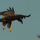 Landung einer F16  - genannt Seeadler