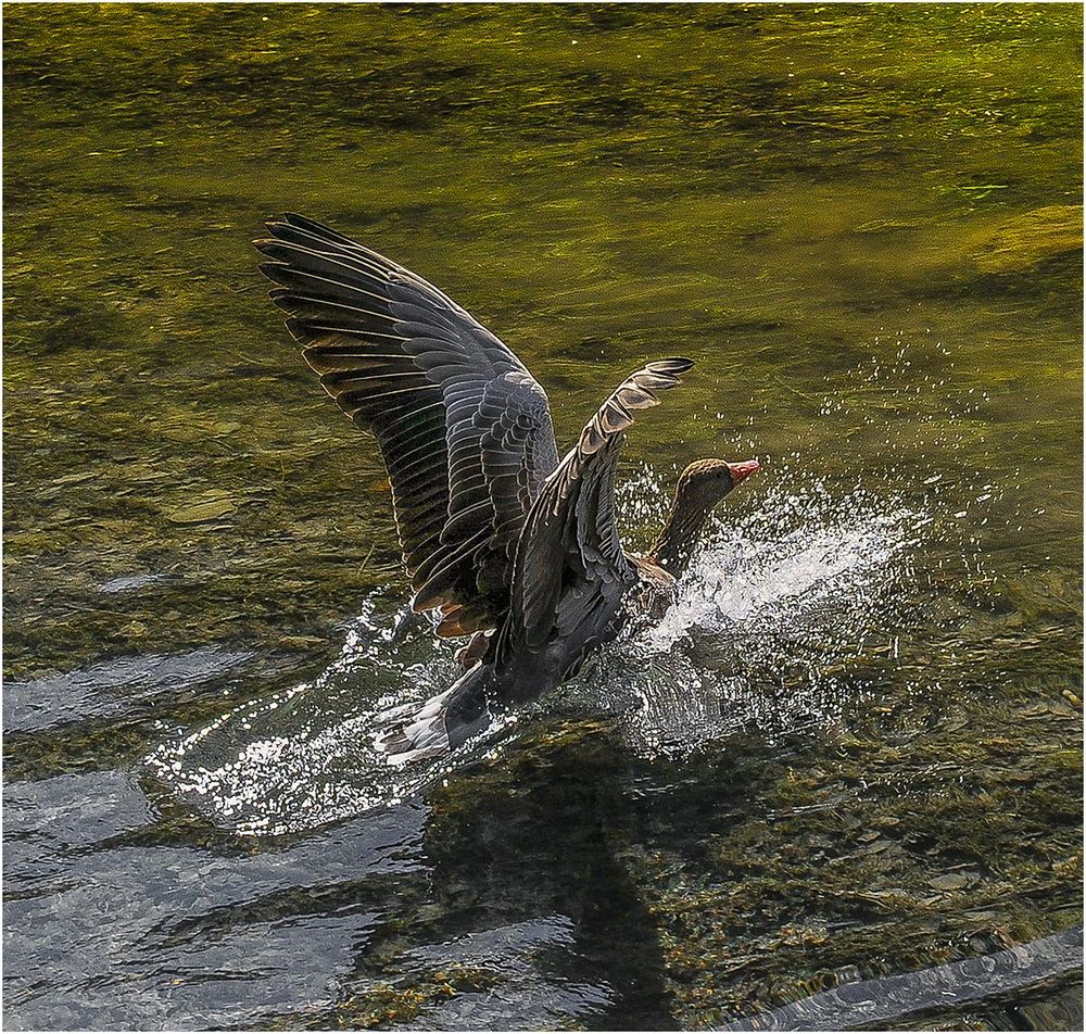 Landung einer Graugans