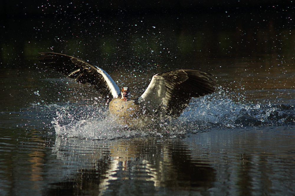 Landung einer Nilgans